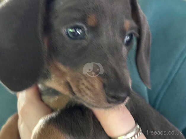 Blue miniature fully registered dachshund female for sale in Grimsby, Lincolnshire - Image 3