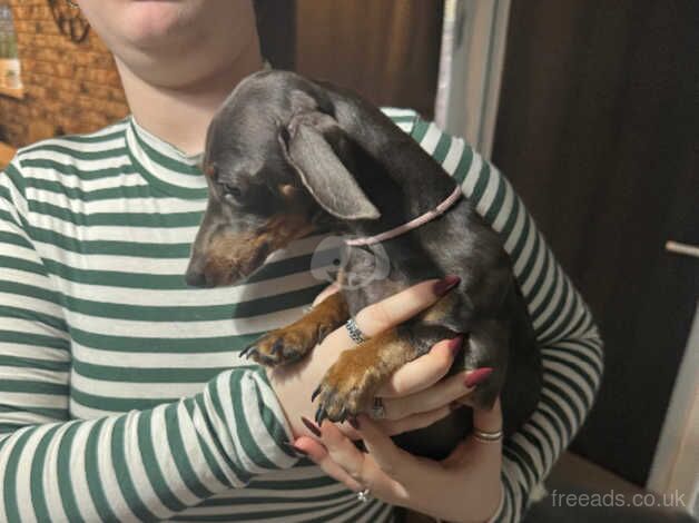 Blue miniature fully registered dachshund female for sale in Grimsby, Lincolnshire - Image 4