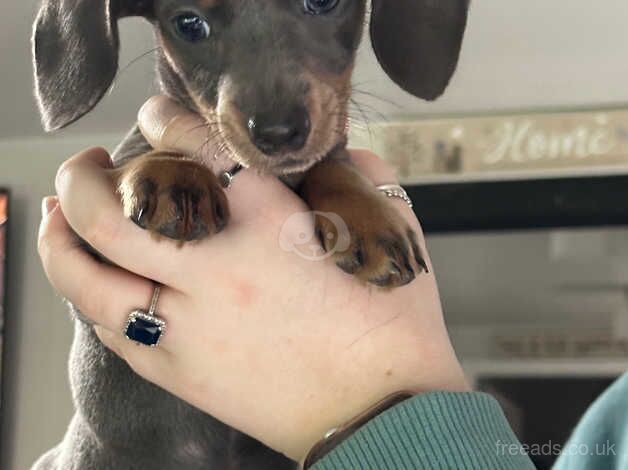 Blue miniature fully registered dachshund female for sale in Grimsby, Lincolnshire - Image 5