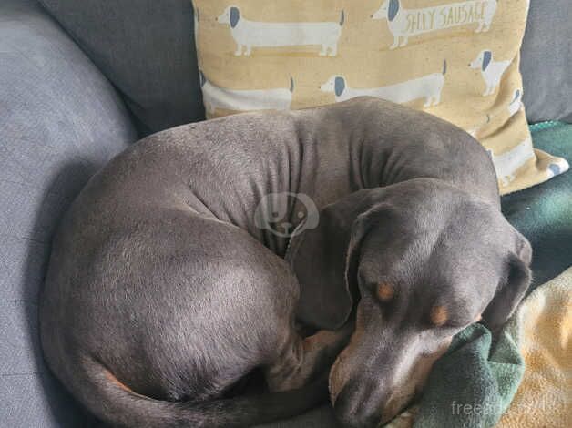 Blue & Tan Dachshund for sale in Peterborough, Cambridgeshire