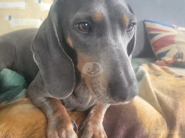 Blue & Tan Dachshund for sale in Peterborough, Cambridgeshire - Image 2