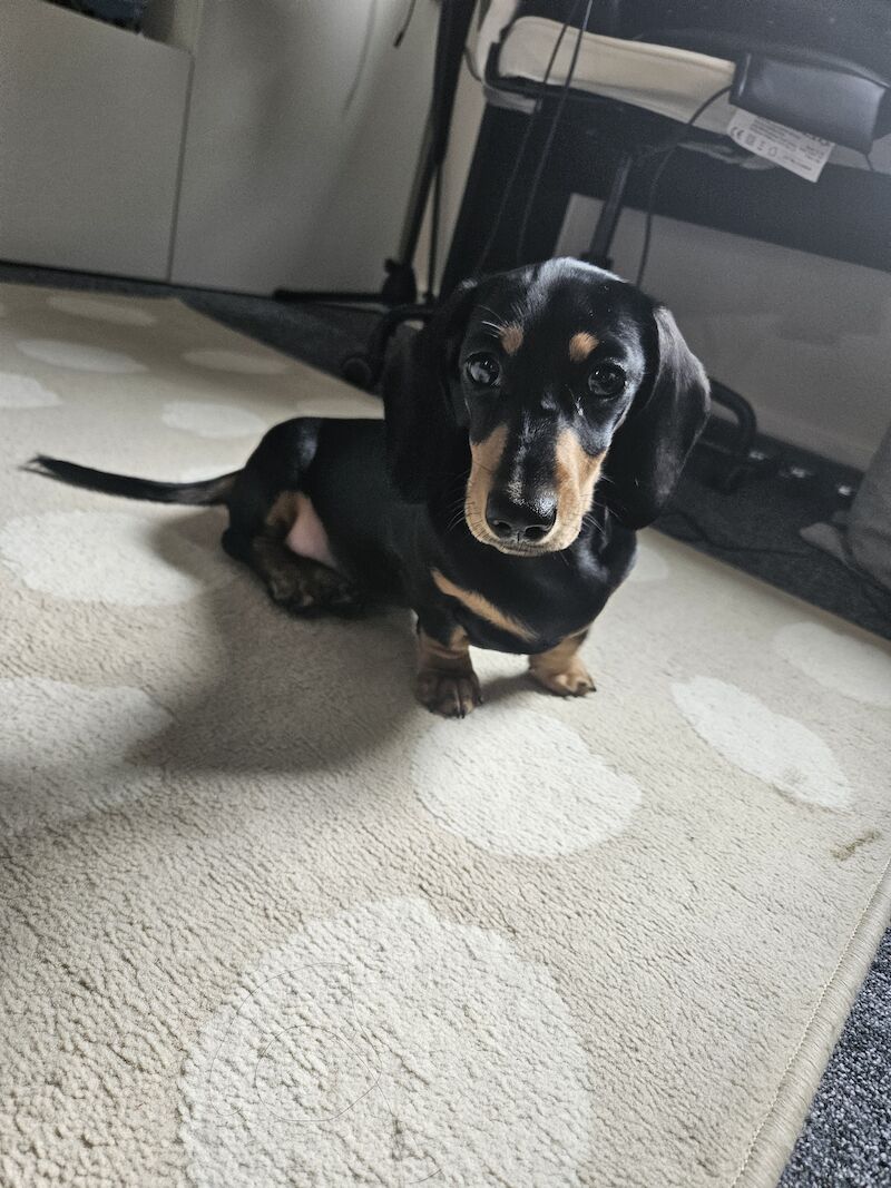 BOY Black and Tan Miniature Dachshund for sale in Southampton, Hampshire - Image 2