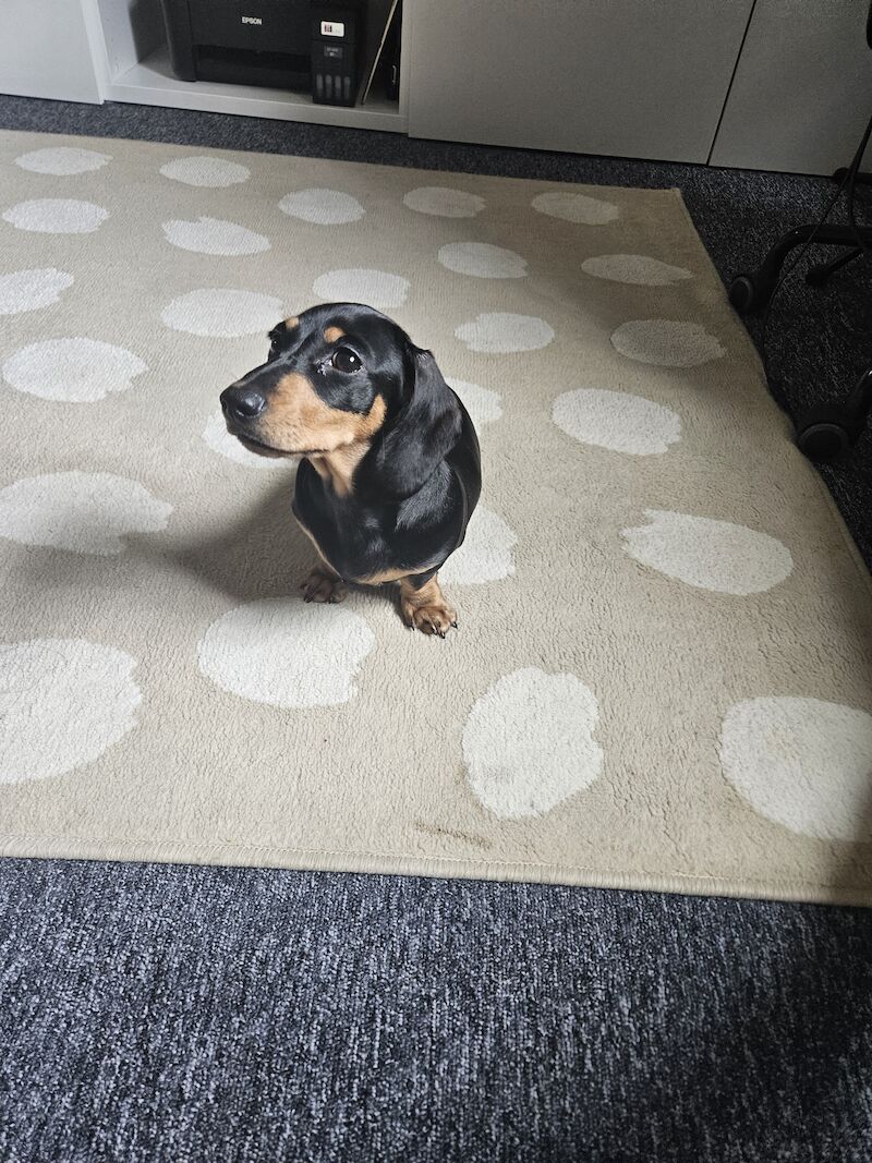 BOY Black and Tan Miniature Dachshund for sale in Southampton, Hampshire - Image 3