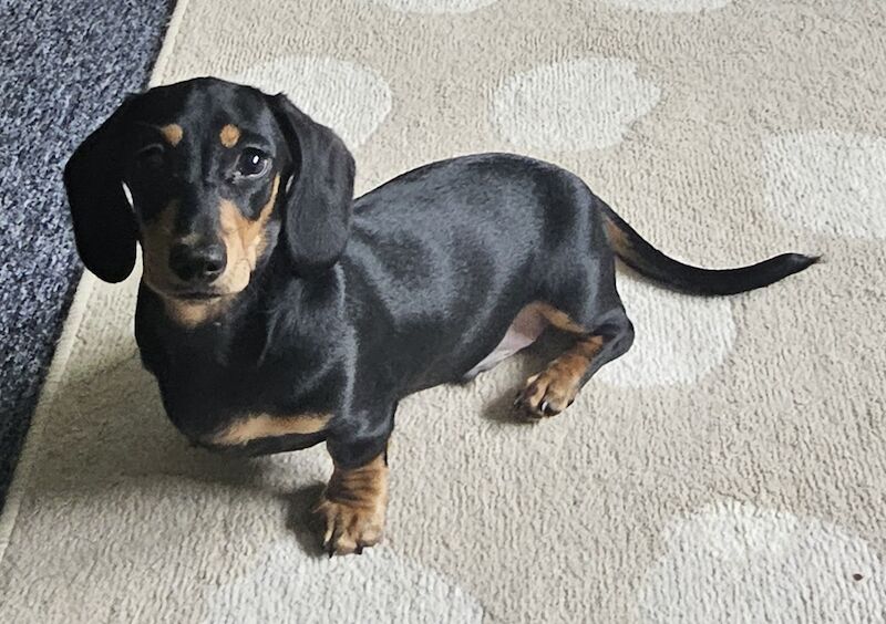 BOY Black and Tan Miniature Dachshund for sale in Southampton, Hampshire - Image 5