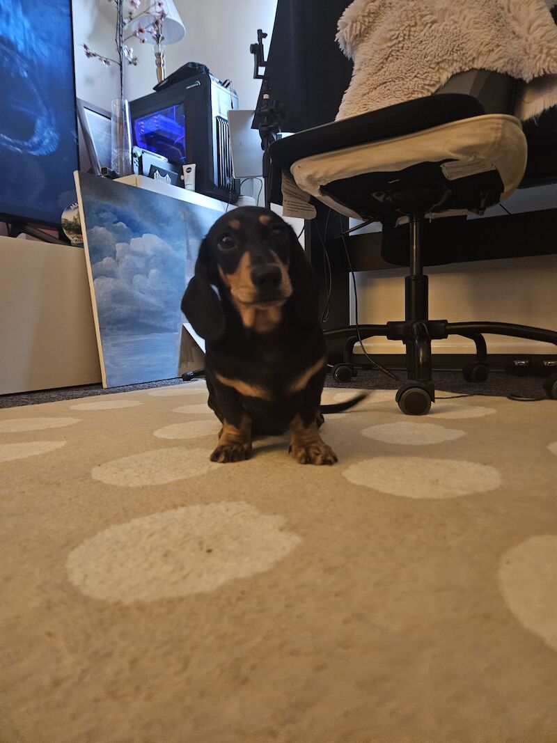 BOY Black and Tan Miniature Dachshund for sale in Southampton, Hampshire - Image 9