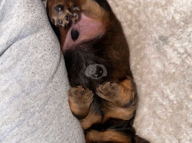 Boy dachshund for sale in Tredegar, Blaenau Gwent - Image 1