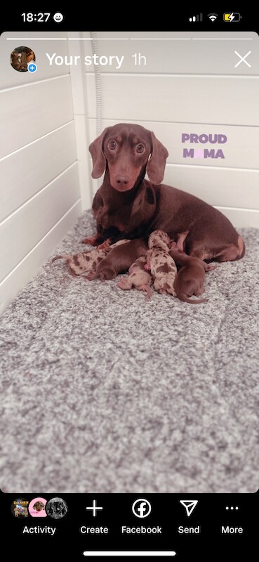 REDUCED just 1 dapple boy left kc reg minature dachshunds for sale in Cardiff - Image 5