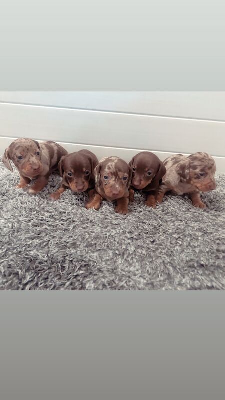 REDUCED just 1 dapple boy left kc reg minature dachshunds for sale in Cardiff - Image 8