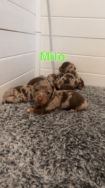 REDUCED just 1 dapple boy left kc reg minature dachshunds for sale in Cardiff - Image 6