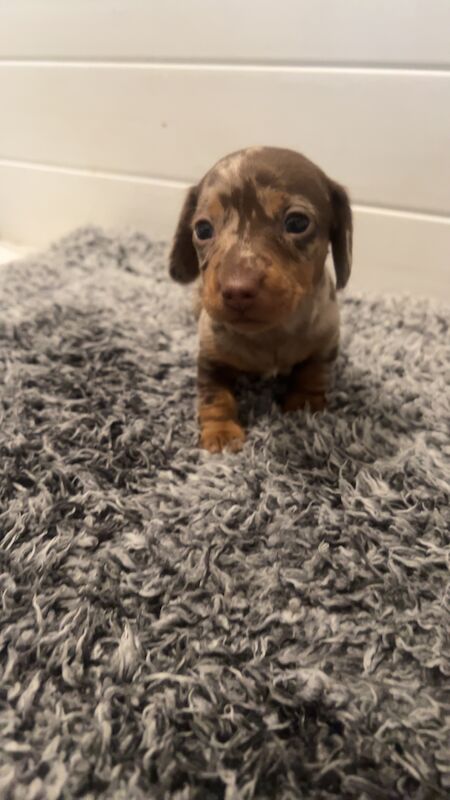REDUCED just 1 dapple boy left kc reg minature dachshunds for sale in Cardiff - Image 4