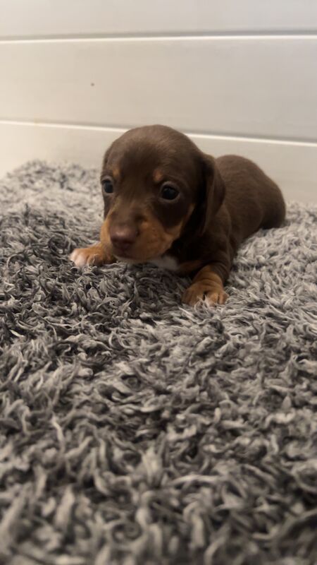 REDUCED just 1 dapple boy left kc reg minature dachshunds for sale in Cardiff - Image 7
