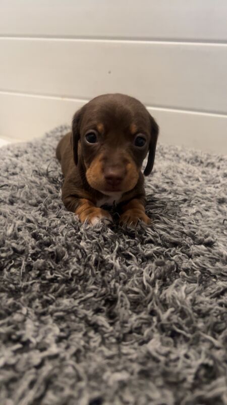 REDUCED just 1 dapple boy left kc reg minature dachshunds for sale in Cardiff - Image 9
