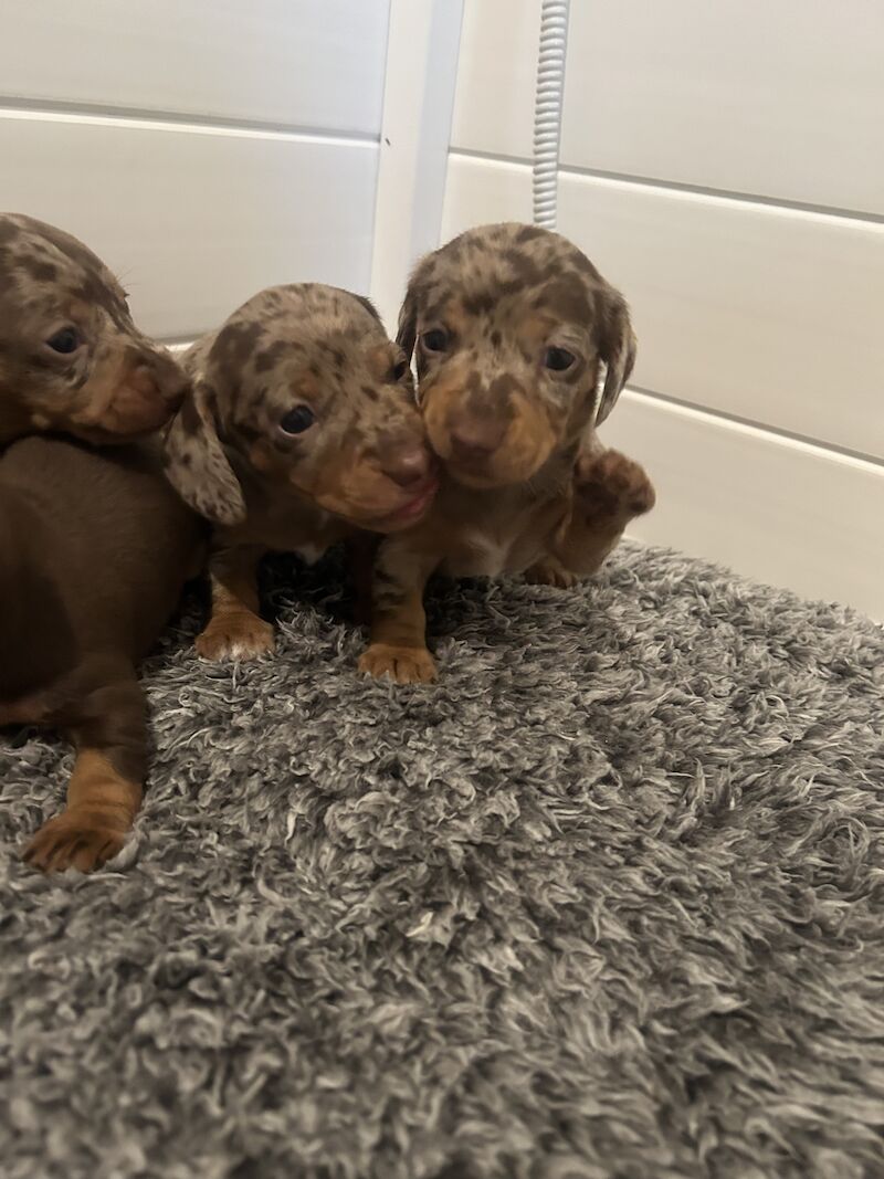 REDUCED just 1 dapple boy left kc reg minature dachshunds for sale in Cardiff - Image 12