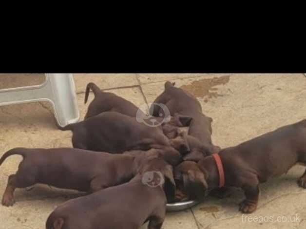 Brown and tan dachshunds for sale in Farnborough, Hampshire - Image 1