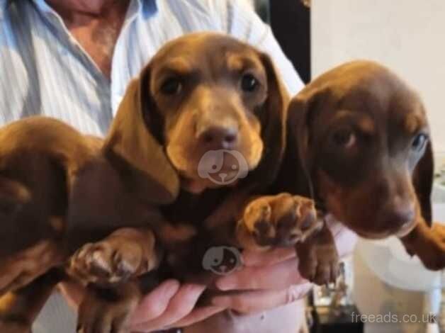 Brown and tan dachshunds for sale in Farnborough, Hampshire - Image 3