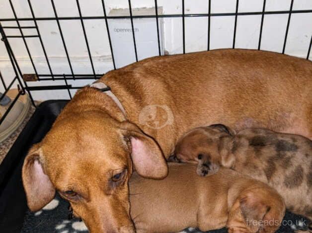 Dachshund Puppies for sale in South Yorkshire