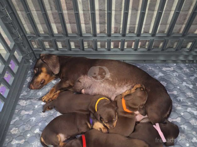 Brown & tan dachshund puppies for sale in Portsmouth, West Yorkshire