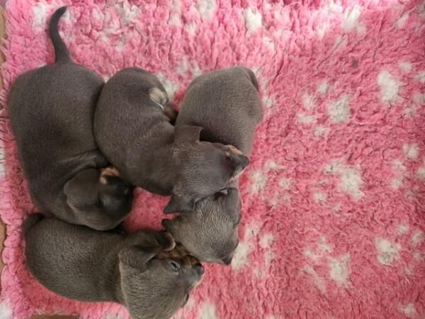 Chihuahuas x dachshund puppys for sale in Leeds, West Yorkshire