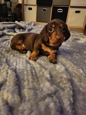 Choc a Tan mini dachshund for sale in Abbot's Meads, Cheshire - Image 1