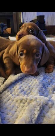 Choc a Tan mini dachshund for sale in Abbot's Meads, Cheshire - Image 5