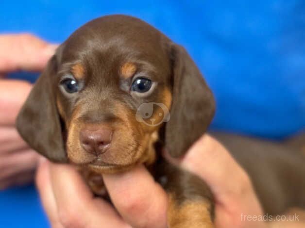 Choc and Red Dachshund puppies for sale in Preston, Lancashire