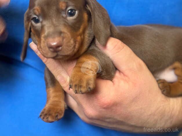 Dachshunds for sale in Preston, Lancashire