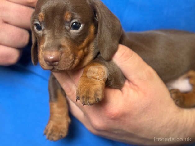 Dachshund Puppies for sale in Lancashire