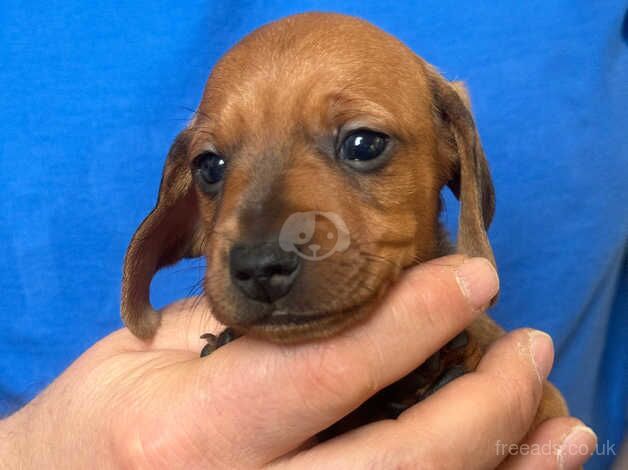 Dachshund Puppies for sale