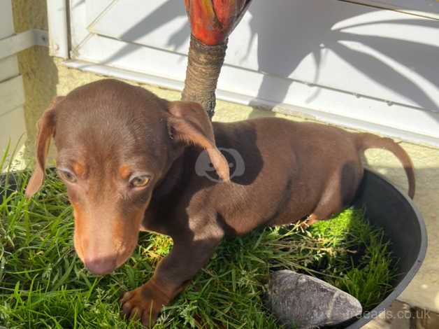 Dachshunds for sale in Cardiff/Caerdydd, Cardiff