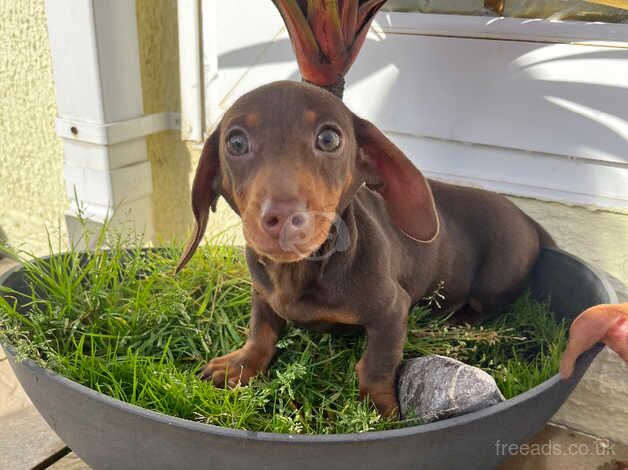 Dachshund Puppies for sale in Cardiff