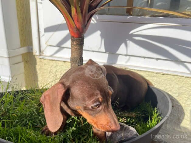 Dachshund Puppies for sale