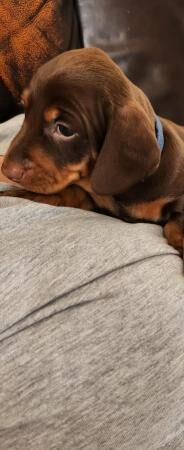 Chocolate and Tan mini dachshund for sale in Abbot's Meads, Cheshire - Image 1