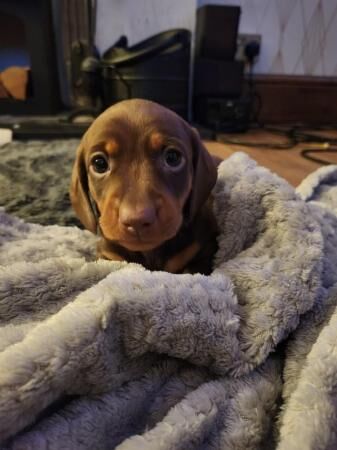 Chocolate and Tan mini dachshund for sale in Abbot's Meads, Cheshire - Image 2