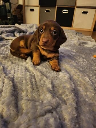 Chocolate and Tan mini dachshund for sale in Abbot's Meads, Cheshire - Image 3