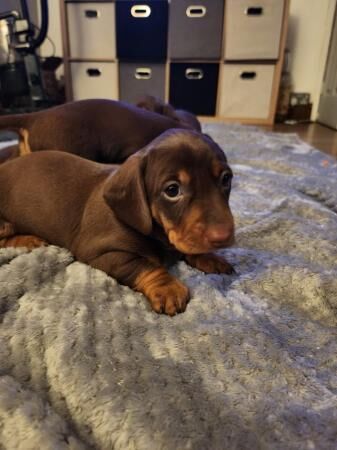 Chocolate and Tan mini dachshund for sale in Abbot's Meads, Cheshire - Image 4
