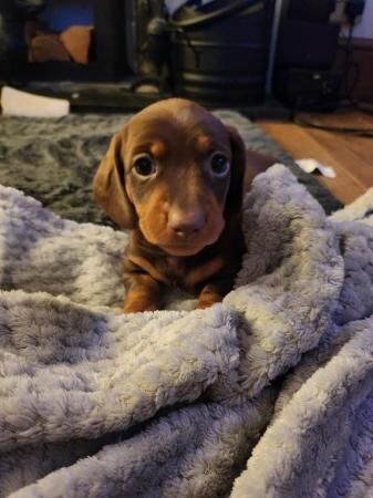 Chocolate and Tan mini dachshund for sale in Abbot's Meads, Cheshire - Image 5