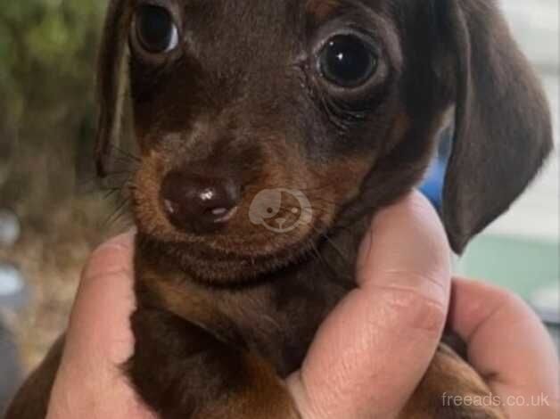 Chocolate and tanned black and rust dachshunds for sale in Dartford, Kent - Image 1