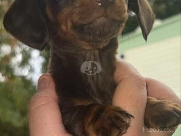 Chocolate and tanned black and rust dachshunds for sale in Dartford, Kent - Image 2