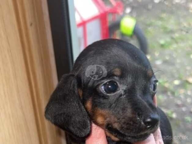 Chocolate and tanned black and rust dachshunds for sale in Dartford, Kent - Image 3