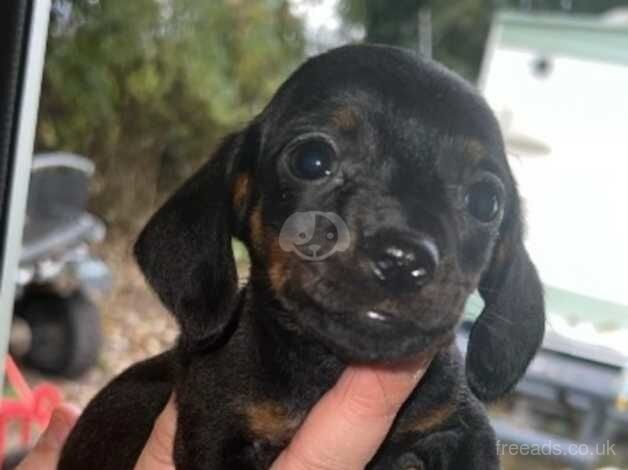 Chocolate and tanned black and rust dachshunds for sale in Dartford, Kent - Image 4