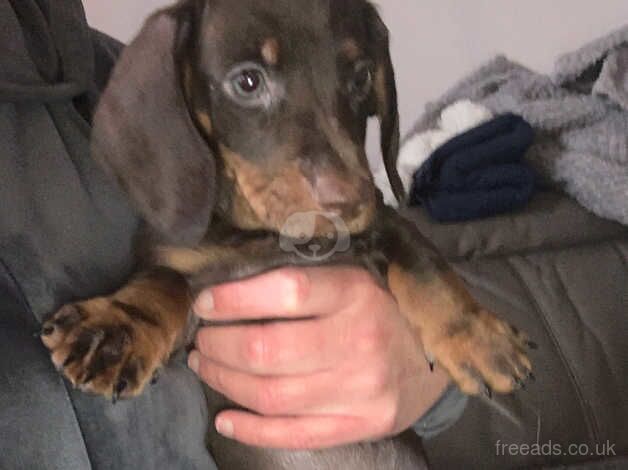 Chocolate boy for sale in Rowley Regis, West Midlands - Image 2