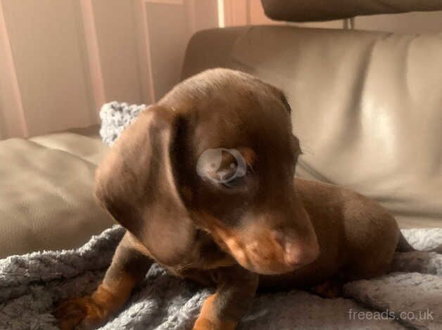 Dachshund Puppies for sale in West Midlands