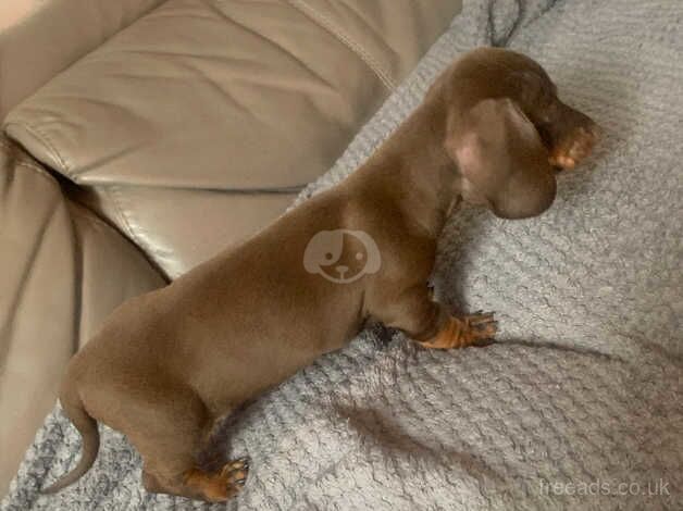 Dachshund Puppies for sale