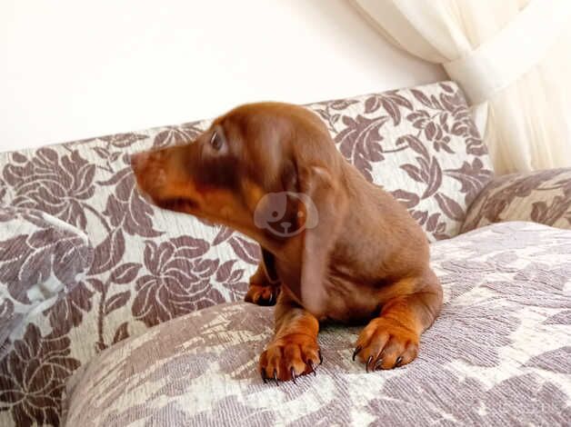 Chocolate Dachshund puppy for sale in Newry, Newry and Mourne