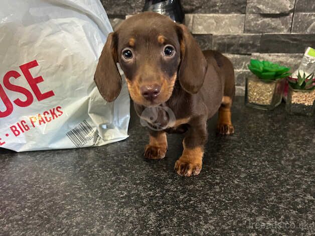 chocolate dachshunds for sale in Cardiff - Image 1