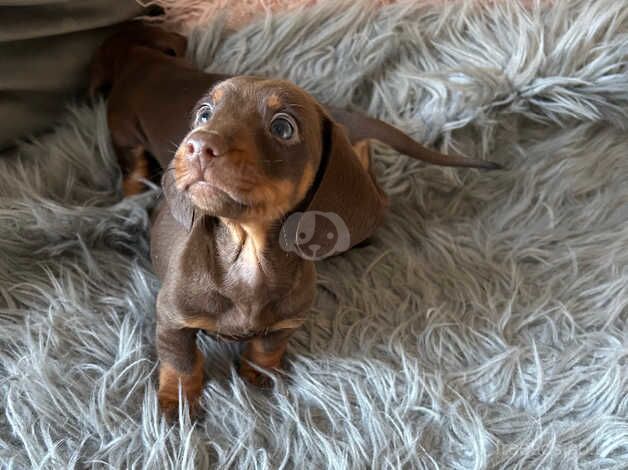 chocolate dachshunds for sale in Cardiff - Image 2