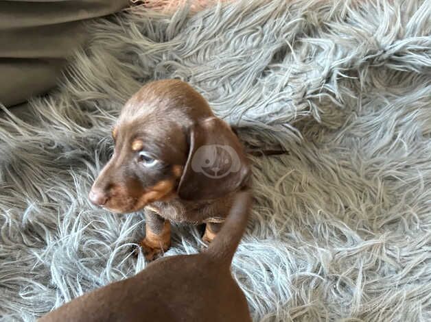 chocolate dachshunds for sale in Cardiff - Image 3