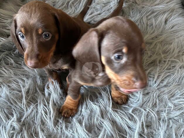 chocolate dachshunds for sale in Cardiff - Image 4