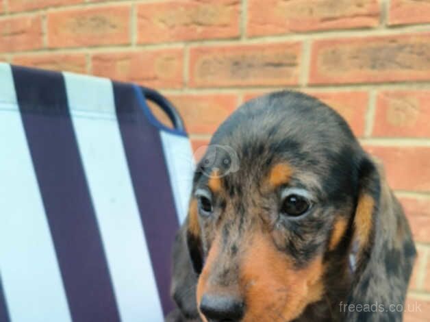 Chocolate dapple dachshund for sale in Leicester, Leicestershire