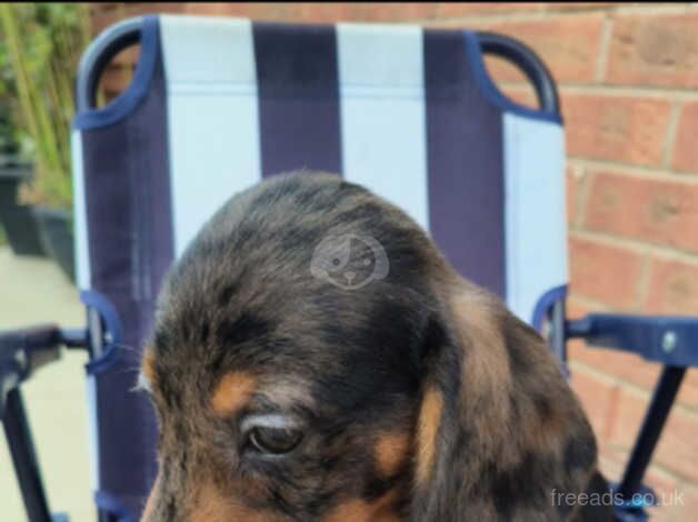 Dachshunds for sale in Leicester, Leicestershire